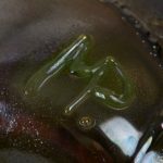 Antique green glass vase - Image 7